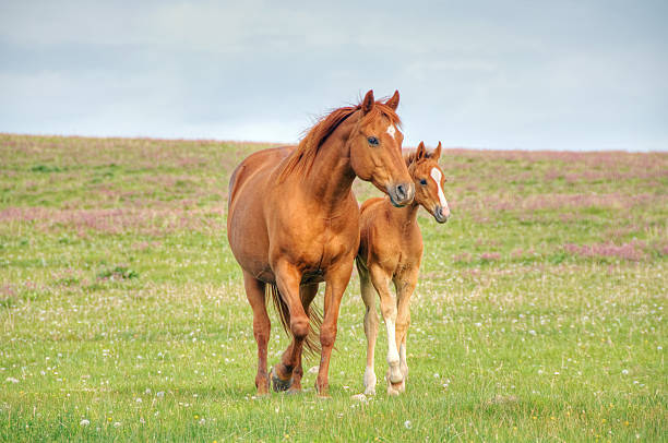 Débourrage cheval Castelnaudary :  dressage & pension pour donner confiance à votre poulain
