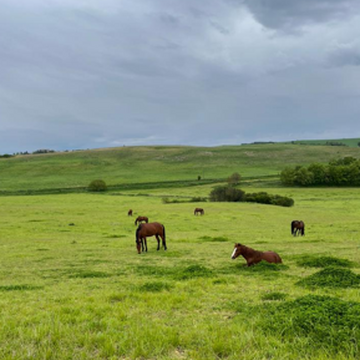 Le Garrigal, cours d'équitation à Sainte-Camelle